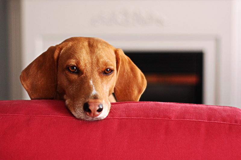 Decyzja o sprowadzeniu psa do domu powinna być przemyślana