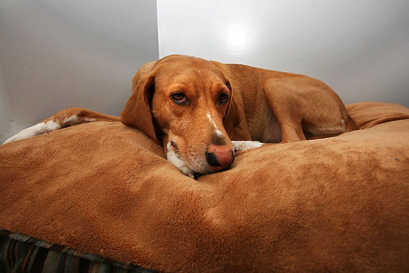 Czasem jedynym rozwiązaniem może być znalezienie pupilowi innego domu