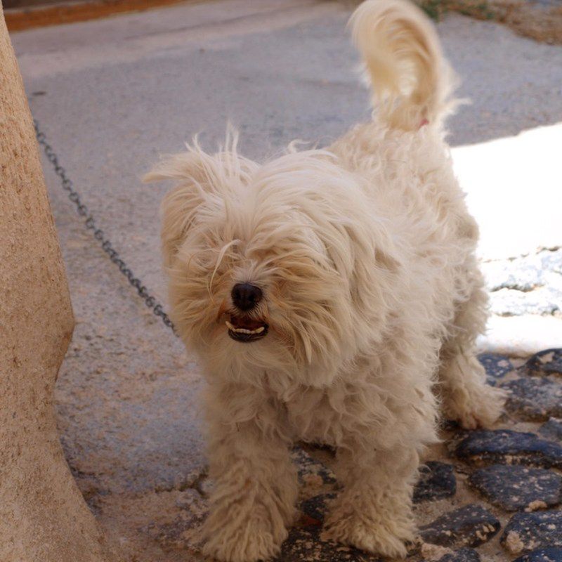 Roztocza uważane są za jedną z najczęstszych przyczyn alergii