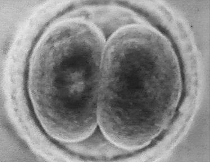 Rozwój zarodkowy człowieka - podział komórki jajowej 