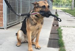 Ta niepozorna suka jest mistrzynią w wykrywaniu narkotyków. Zarabia 250 zł