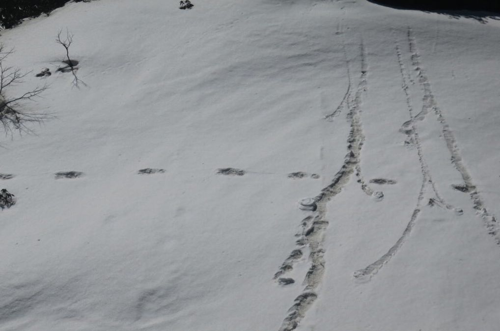 Indyjska armia nie przedstawiła żadnych innych dowodów na istnienie Yeti