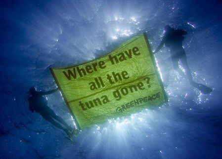 Ekolodzy: ratujcie tuńczyki!