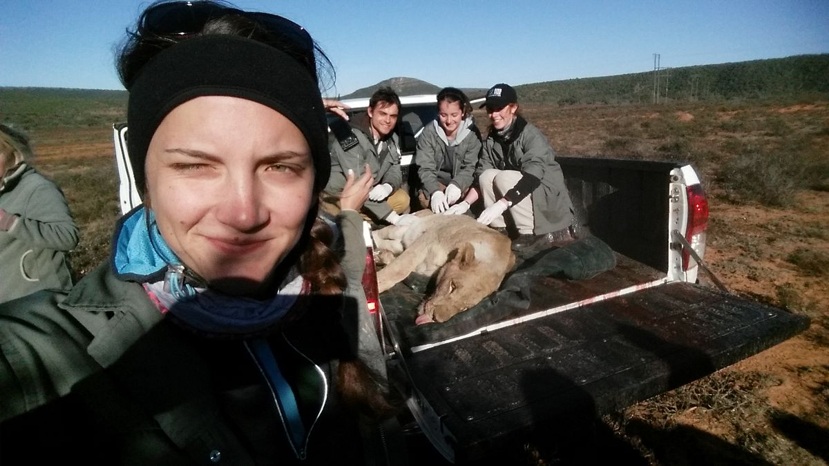 "Lwica, którą wieźliśmy samochodem, obudziła się". Odważna Polka leczyła zwierzęta w RPA