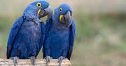 Wymierają najpiękniejsze ptaki. Ara modrej nie spotkamy już poza zoo