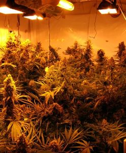 Sukces CBŚP. Razem z hiszpańską policją rozbiła grupę przestępczą handlującą narkotykami