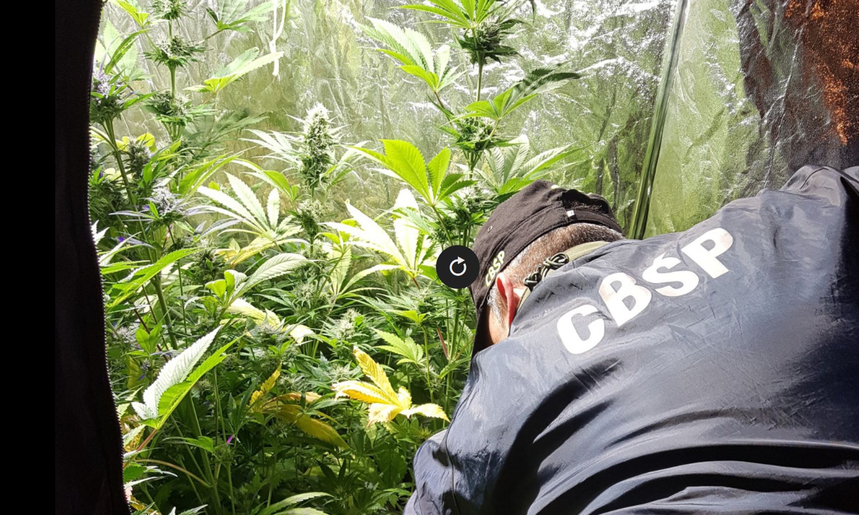 Opolskie CBŚP zlikwidowało laboratorium i dwie plantacje konopi