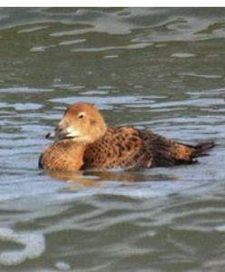 Kaczki z Arktyki w… Sopocie. Jest u nas aż tak zimno