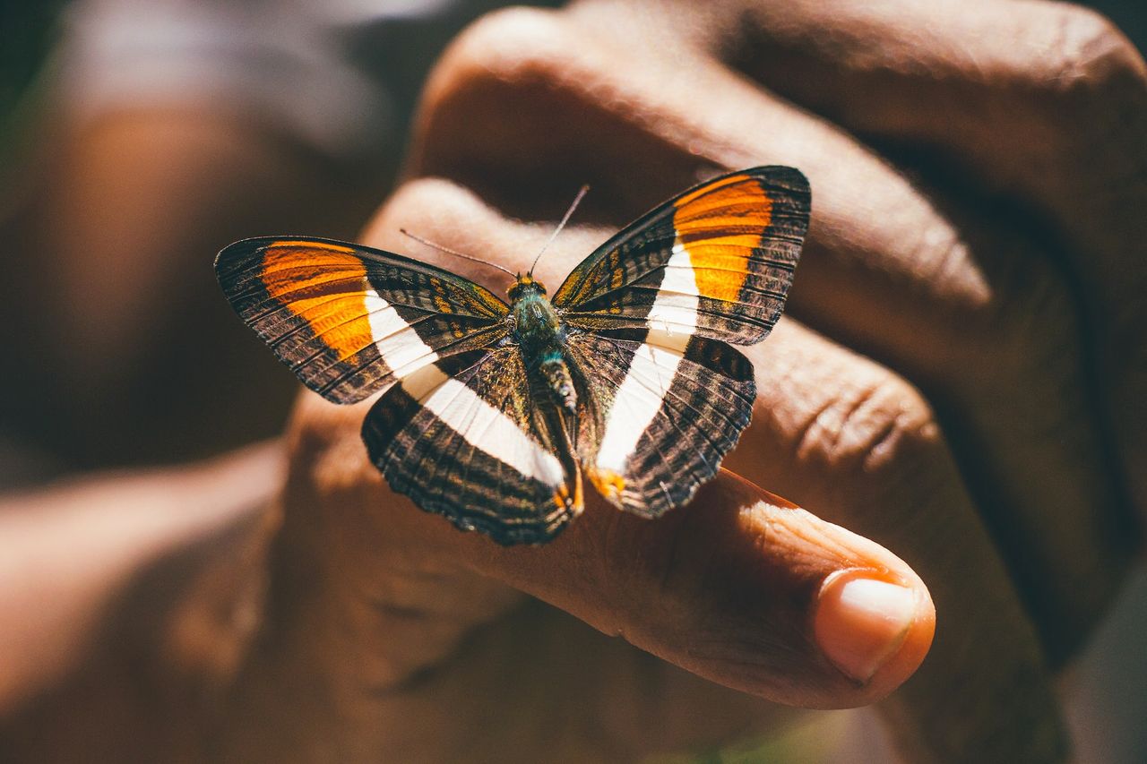 Co oznacza gdy usiądzie na Tobie motyl, Fot. Unsplash