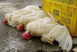 Ptasia grypa coraz groźniejsza