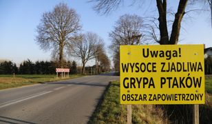 Opolskie. Ptasia grypa zlokalizowana w jednym z gospodarstw