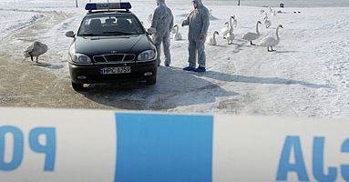 Łabędzie zarażone wirusem H5 - władze uspokajają