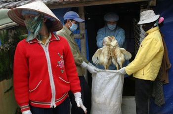 Groźniejsza odmiana ptasiej grypy w Wietnamie
