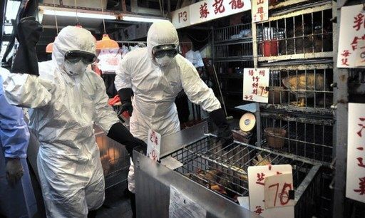 ONZ ostrzega: wzrasta zagrożenie ptasią grypą