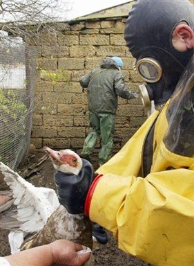Ponad 3 tys. ptaków padło na ptasią grypę