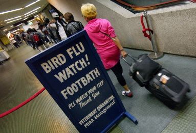 WHO: Azji grozi epidemia ptasiej grypy