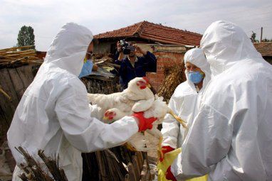 "Turecki" wirus ptasiej grypy jest groźny dla ludzi