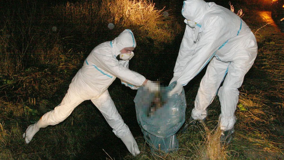 Utylizacja zwierząt chorych na ptasią grypę.