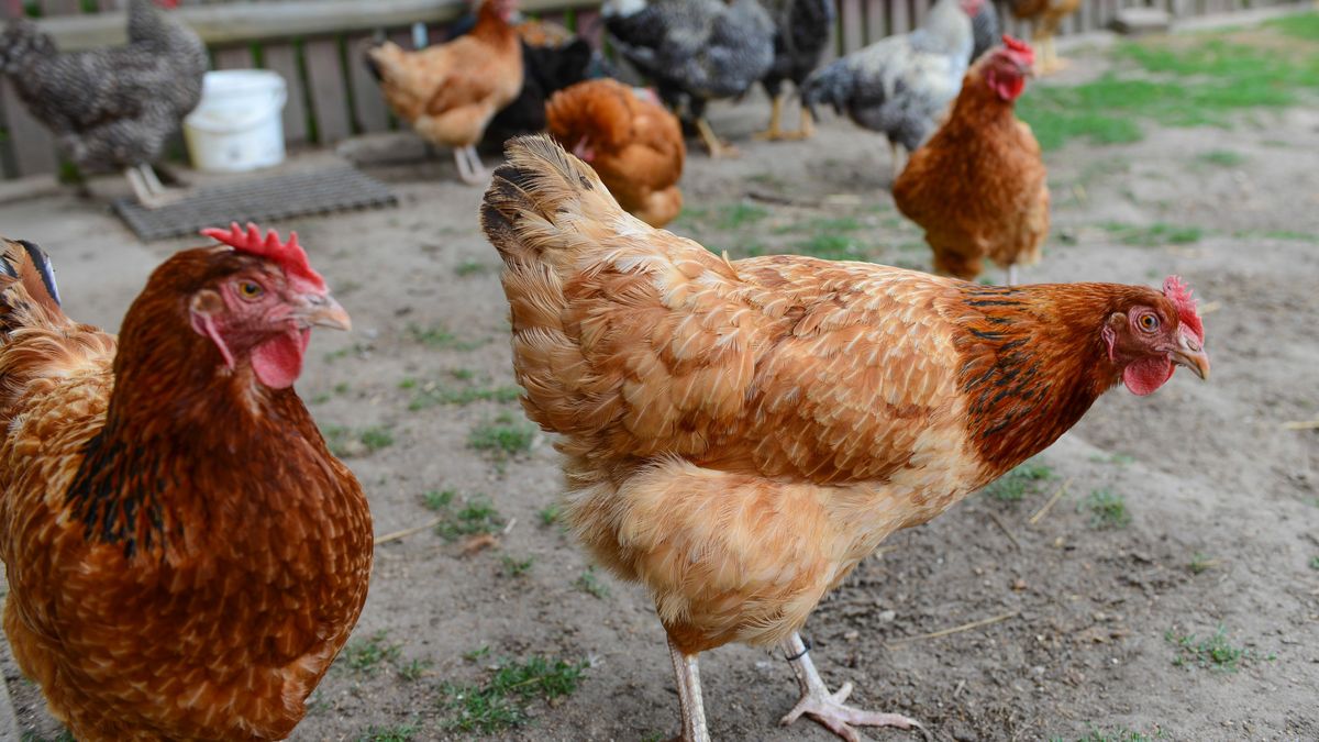 Ptasia grypa dobija eksport drobiu z Polski