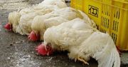 Ptasia grypa coraz groźniejsza
