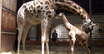 Nowa "dziewczynka" w łódzkim ZOO