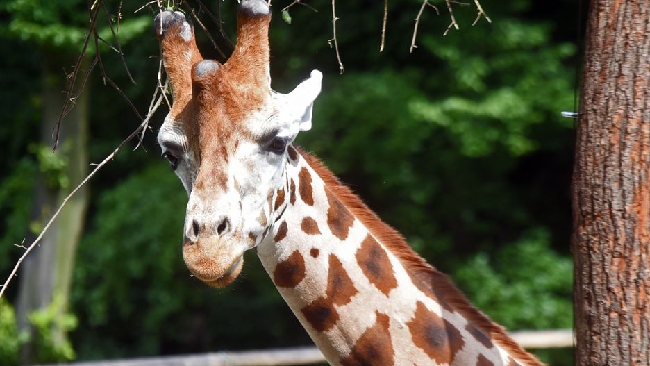W poznańskim zoo umarła kolejna żyrafa.