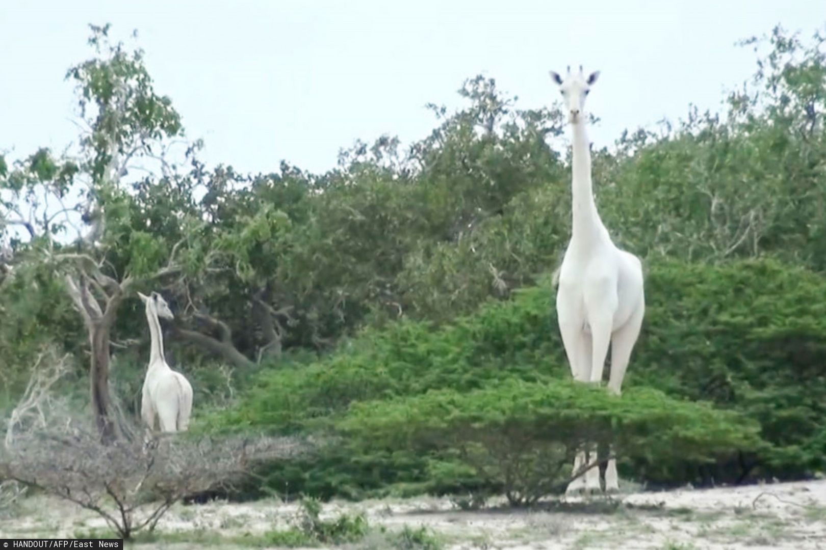 Niezwykle rzadkie białe żyrafy zabite przez kłusowników