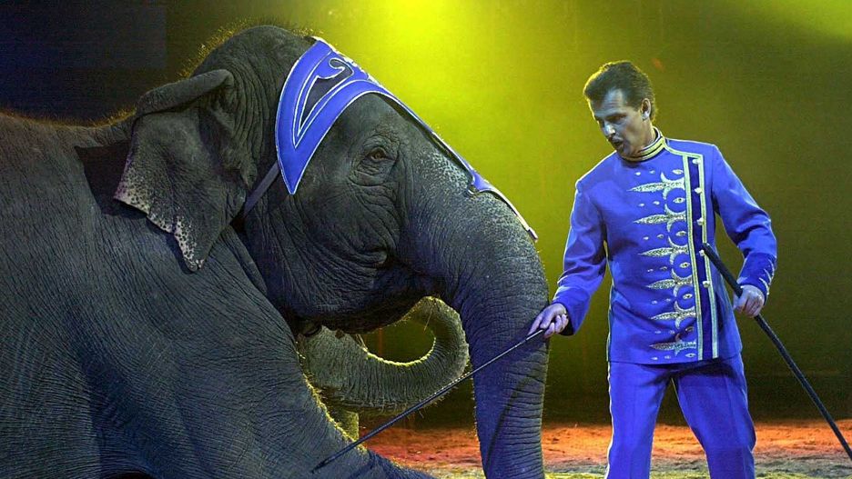 Rząd Danii kupi cztery ostatnie słonie, które są własnością tamtejszych cyrków