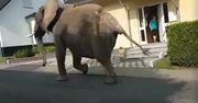 Słoń uciekł z cyrku. Wybrał się na przechadzkę po mieście