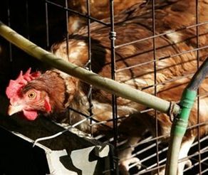 Ptasia grypa - co to jest?