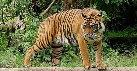 Tygrys zabił człowieka w ZOO. Jest akt oskarżenia