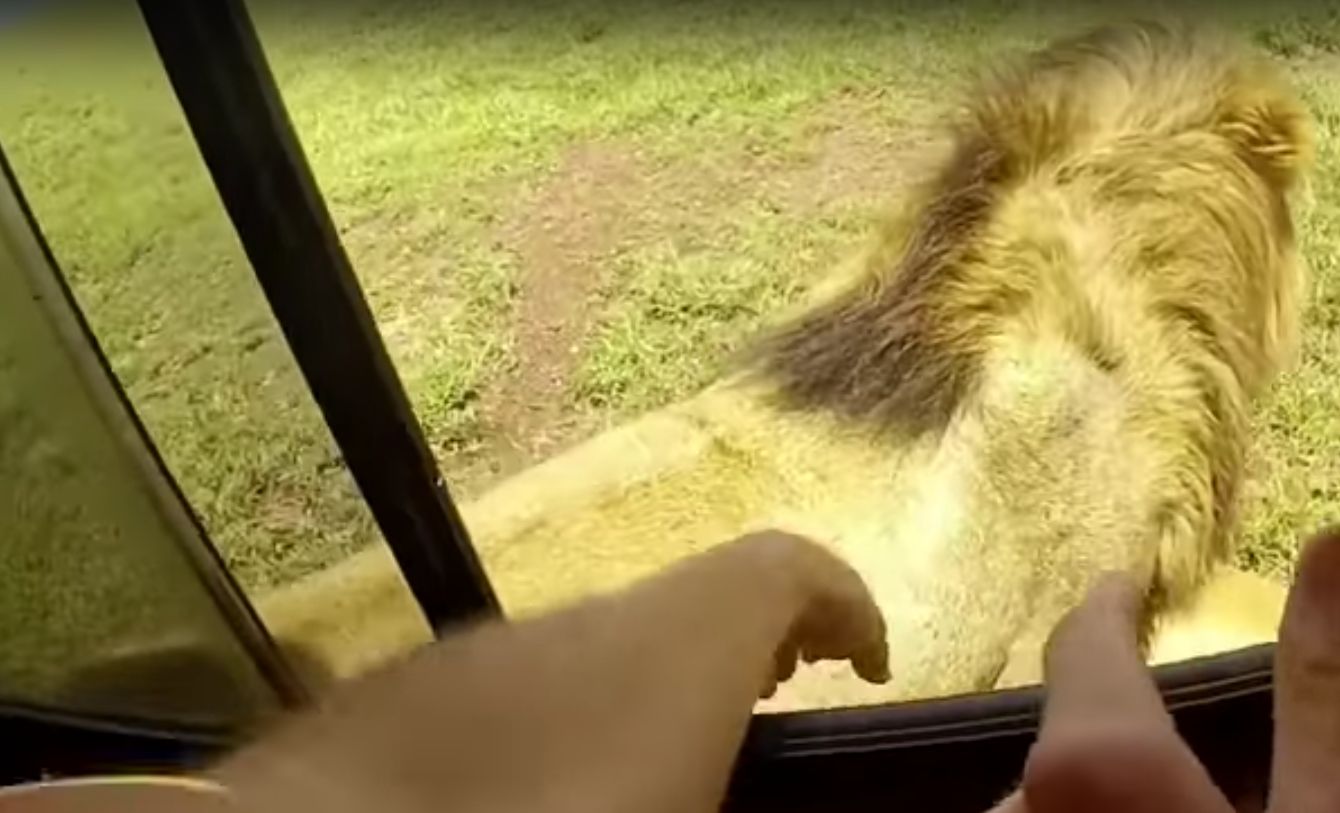 Turysta próbował pogłaskać lwa. Musiało się tak skończyć