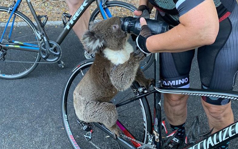 Australia. Spragniony koala zatrzymał rowerzystkę. Poruszające nagranie