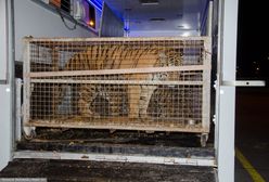 Tygrysy na skraju wyczerpania. Jest śledztwo prokuratury