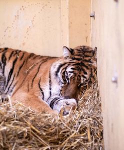 GIW o tygrysach: "stan zdrowia zwierząt nie budził wątpliwości". Zoo w Poznaniu ma nowe problemy