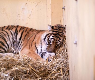 GIW o tygrysach: "stan zdrowia zwierząt nie budził wątpliwości". Zoo w Poznaniu ma nowe problemy