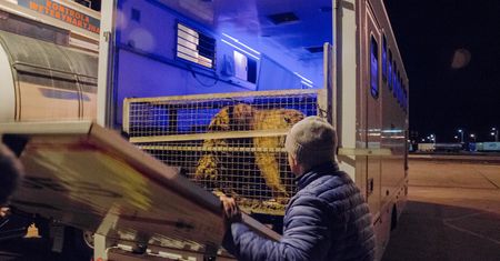 Tygrysy uwięzione na granicy. Kierowca ciężarówki nie kryje rozgoryczenia