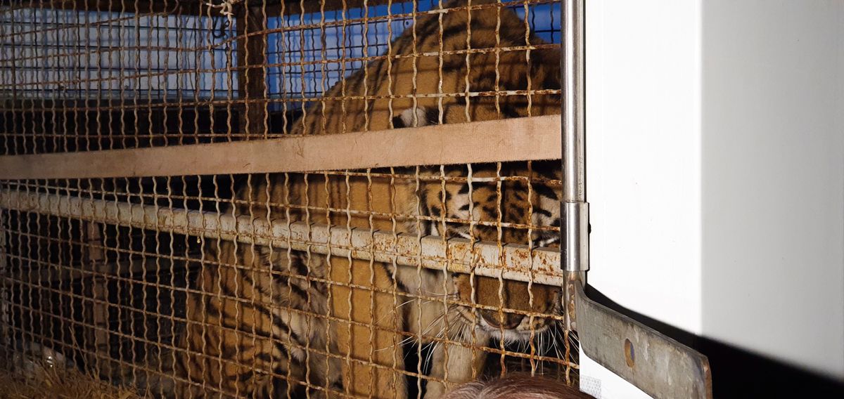 Tygrysy uwięzione na granicy. 32-letni Rosjanin, organizator transportu, usłyszy zarzuty