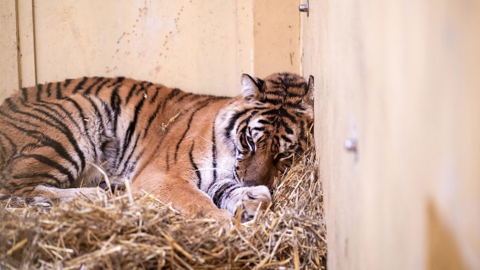 Tygrysy do poznańskiego zoo trafiły w złym stanie