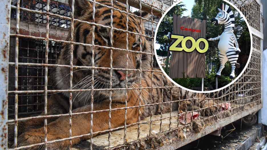 Dwa tygrysy trafiły do mini ZOO w Człuchowie