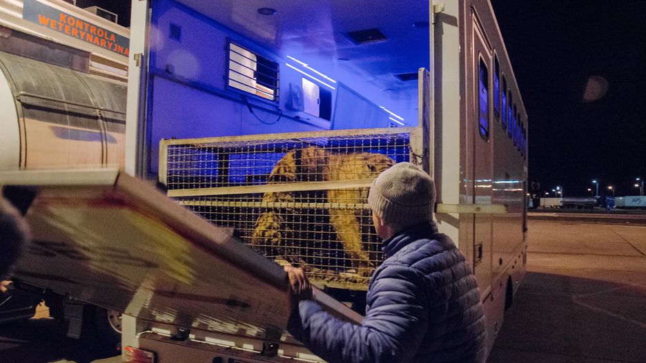 Sprawę transportu tygrysów bada Prokuratura Rejonowa w Białej Podlaskiej