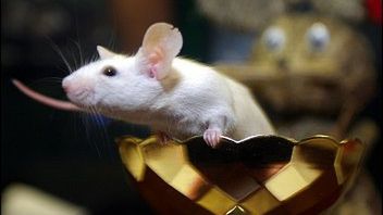 Myszka Apollon Avrinko rozkoszuje się pucharem