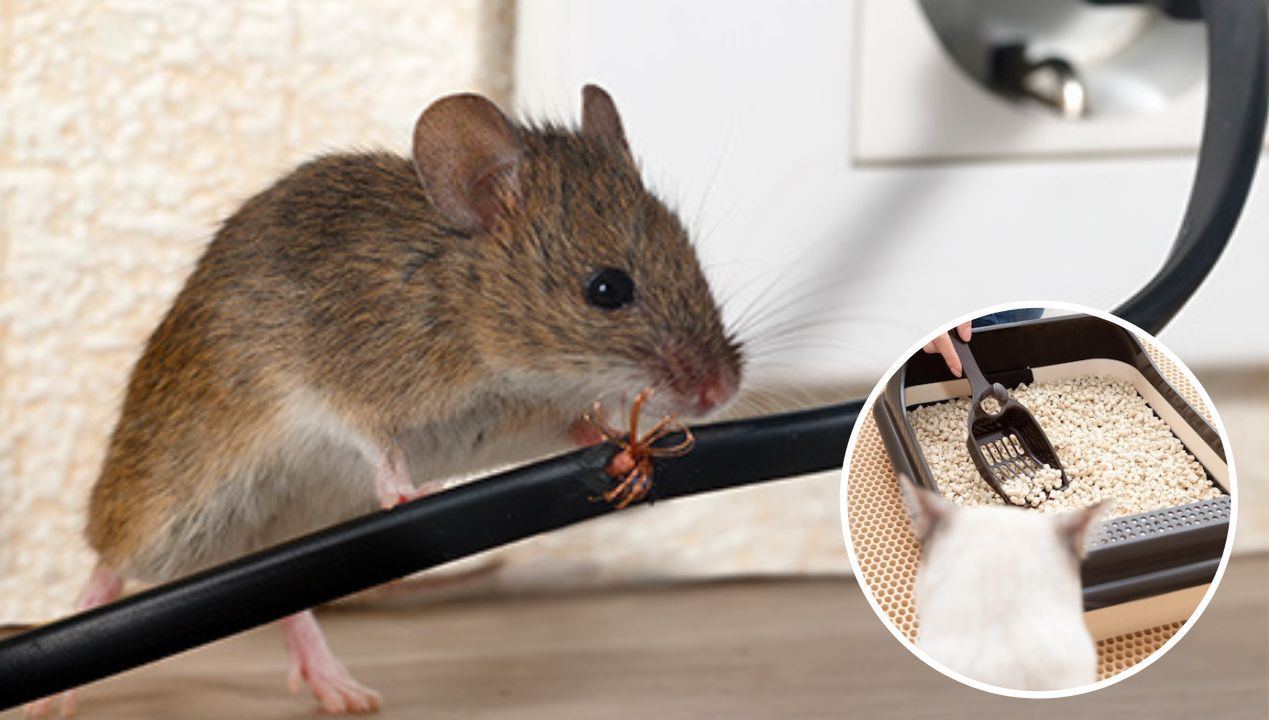 To zatrzyma inwazję myszy na Twój dom, nawet jeśli nie ma w nim kota