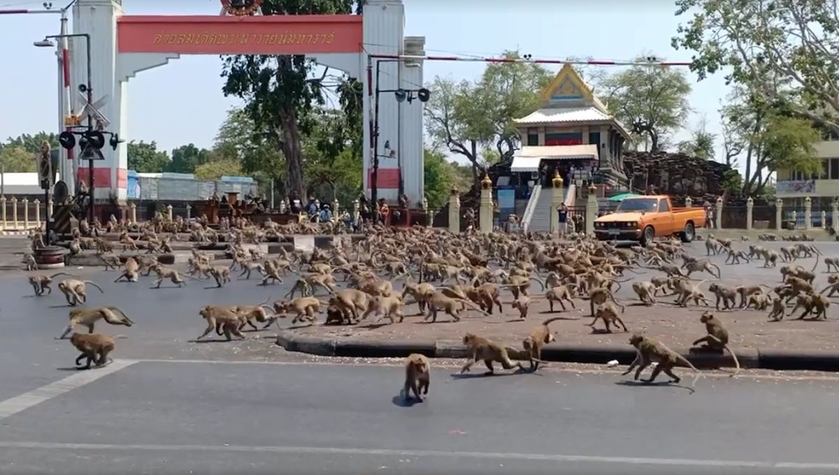 Koronawirus przepędził turystów. Setki małp biją się o jedzenie w Tajlandii