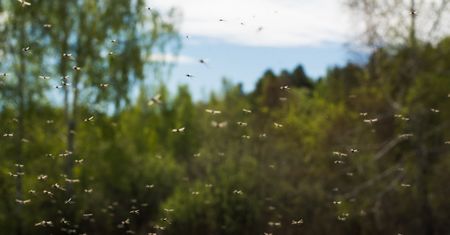Plaga komarów w Krakowie. Miasto rezygnuje z walki i oprysków