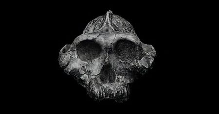 Ancestors: The Humankind Odyssey - żyje i ewoluuje