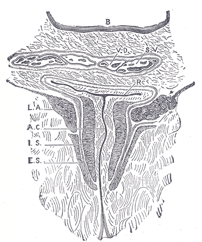 Schemat budowy odbytu 