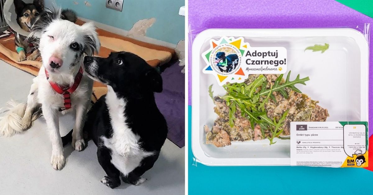 Zdjęcia psów i kotów na cateringu dietetycznym! Niezwykła inicjatywa ma pomóc znaleźć im dom
