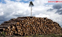 Rok po nawałnicy. Cmentarzysko drzew i ludzkich dusz