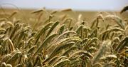 Podatek rolny 2019. Droższe żyto może wpłynąć na wysokość opłaty